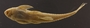 Loricaria gymnogaster lagoichthys 97 mmSL FMNH 42792 ventral